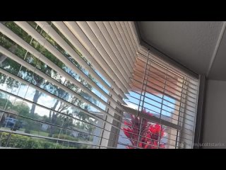 diabella eclair scott starkx onlyfans